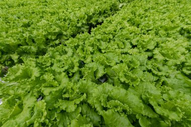 Çin 21. Changchun Tarım Fuarı 'nın sergi alanında sebzeler sergileniyor.