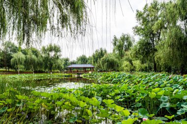 Çin 'deki Changchun Yüz Bahçeleri' nin manzarası. Nilüfer çiçekleri tamamen çiçek açmış.