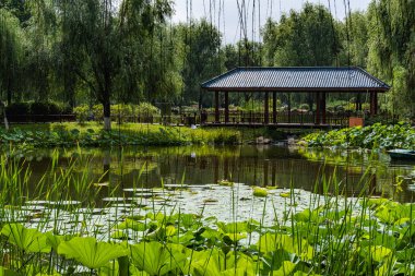 Çin 'deki Changchun Yüz Bahçeleri' nin manzarası. Nilüfer çiçekleri tamamen çiçek açmış.