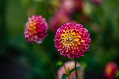 Yazın açan Dahlia 'lar