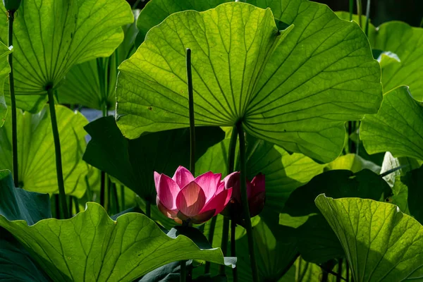 Lotusblume Sommer — Stockfoto