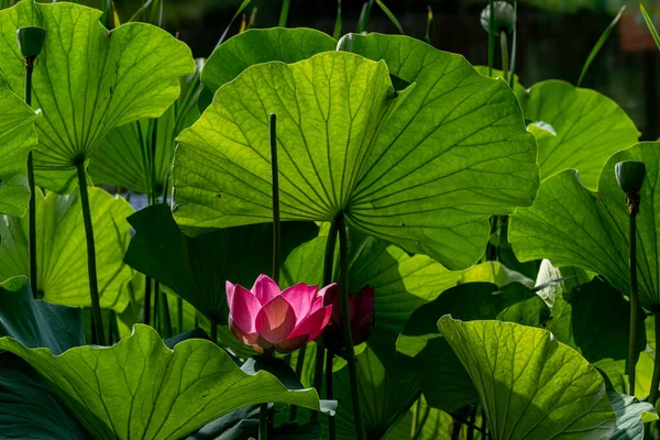 Цветок Лотоса Летом — стоковое фото
