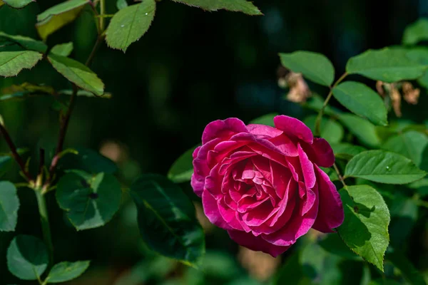 Roses Blooming Summer — Stock Photo, Image