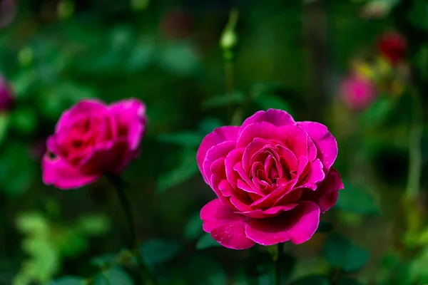 Roses Blooming Summer — Stock Photo, Image