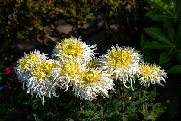 Crisantemi Fiore Autunno — Foto Stock