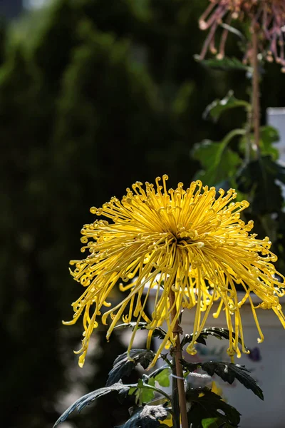 Crisântemos Florescendo Outono — Fotografia de Stock