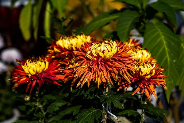 Chrysanthèmes Fleurissant Automne — Photo