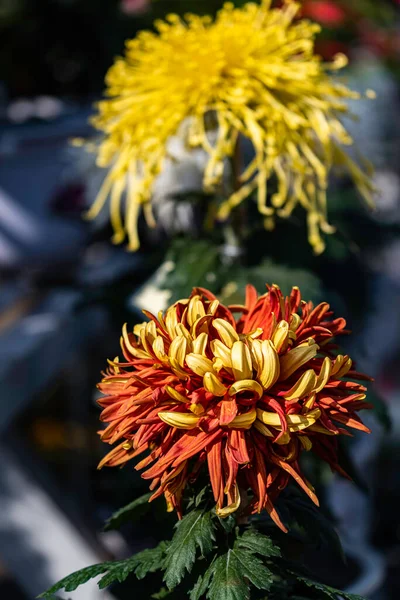 Chrysanthemums Blooming Autumn — Stock Photo, Image