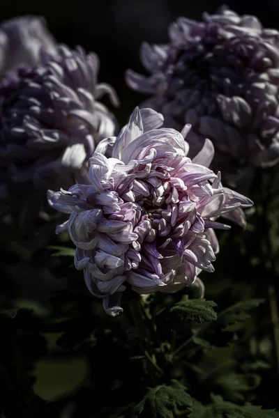 Chrysanthemums Blooming Autumn — Stock Photo, Image