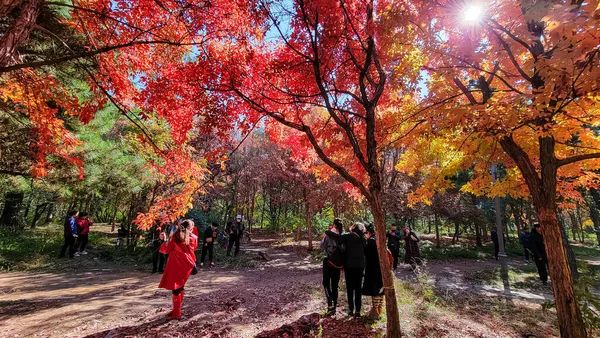 Autumn Red Leaves Scenery Nanhu Park Changchun China — Stock Photo, Image