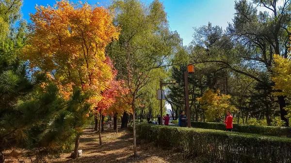 Herbst Rote Blätter Landschaft Nanhu Park Changchun China — Stockfoto
