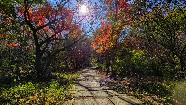 Φθινόπωρο Κόκκινα Φύλλα Τοπίο Στο Πάρκο Nanhu Changchun Κίνα — Φωτογραφία Αρχείου