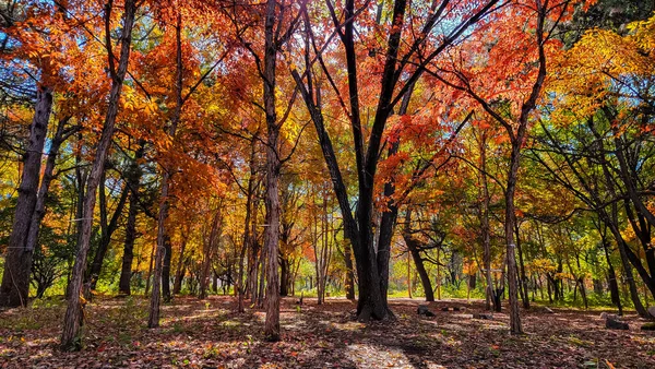 中国长春南湖公园秋天的红叶风景 — 图库照片