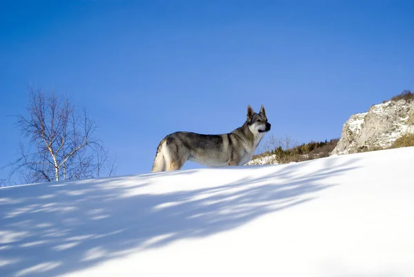 Chien en forêt hivernale — Photo