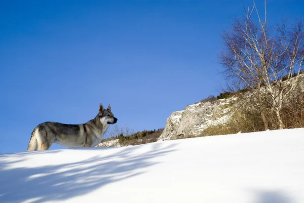 Chien en forêt hivernale — Photo