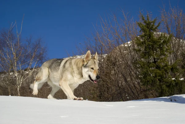 Pes běží přes sněhové — Stock fotografie