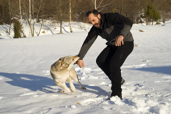 Saldırı köpeği — Stok fotoğraf