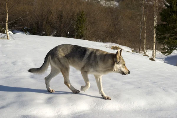 雪の中を走る犬 — ストック写真