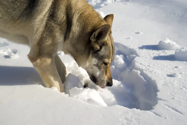 Dog digging in snow — Stock Photo, Image