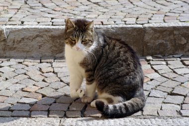 kedi geçersiz