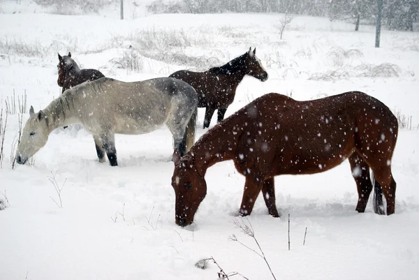 Konie w śniegu — Zdjęcie stockowe