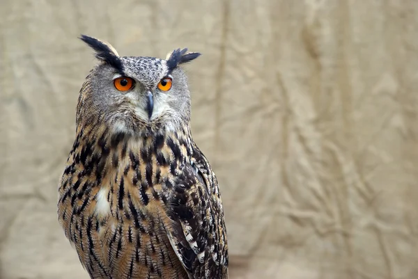 European eagle owl — Stock Photo, Image