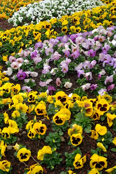 Blumenbeet — Stockfoto