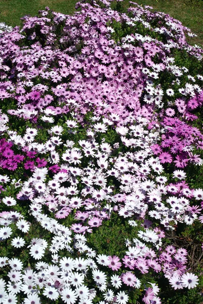 Macizo de flores — Foto de Stock