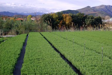 büyüyen bitkiler biberiye