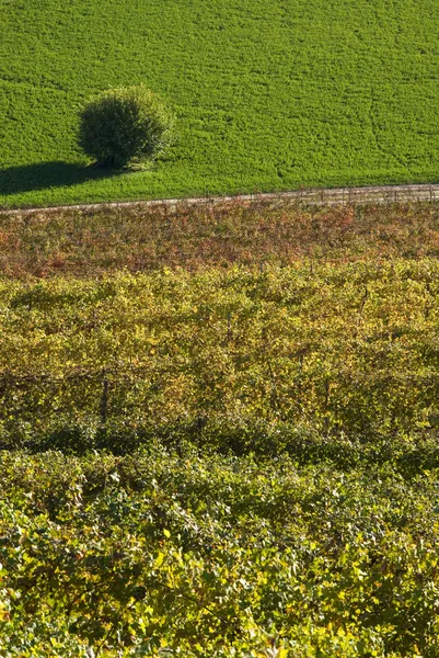 Settori agricoli — Foto Stock