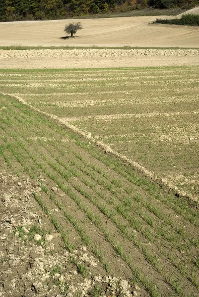 Ausgesätes Feld — Stockfoto