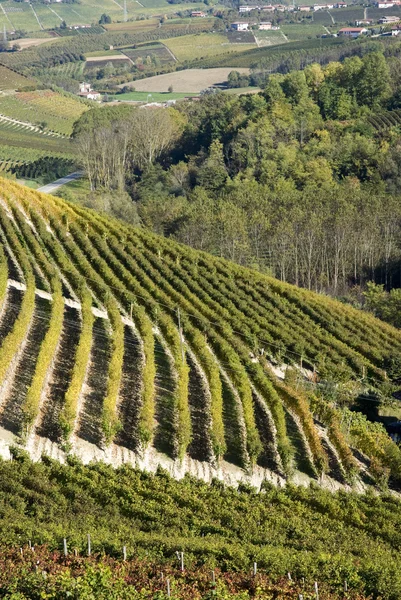 ランゲ, イタリアのブドウ園 — ストック写真