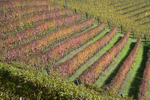 Wijngaarden in langhe, Italië — Stockfoto