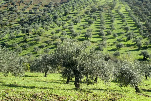 Plantation of olives — Stock Photo, Image