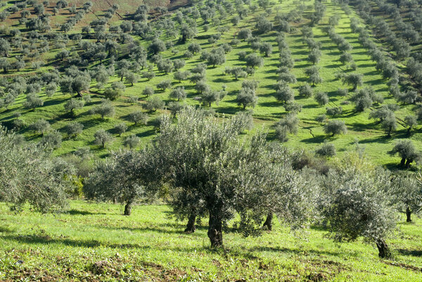 Plantation of olives
