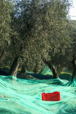 Zeytin bahçesinde hasat zamanı