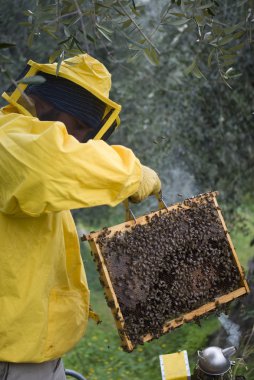 Arıcı çalışıyor