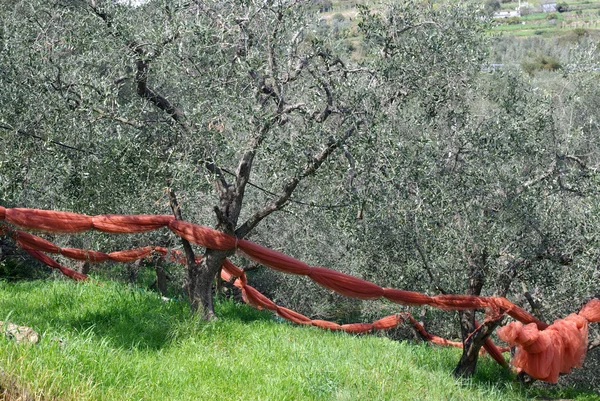 Techniken des Anbaus von Olivenbäumen — Stockfoto