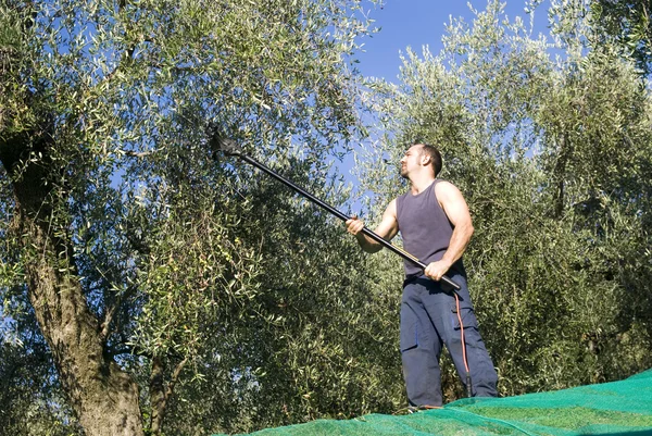 Olijven oogst — Stockfoto