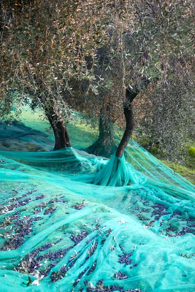 Récolte dans le jardin d'oliviers — Photo