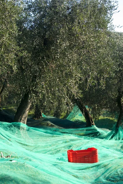 Tempo de colheita no jardim de azeitona — Fotografia de Stock