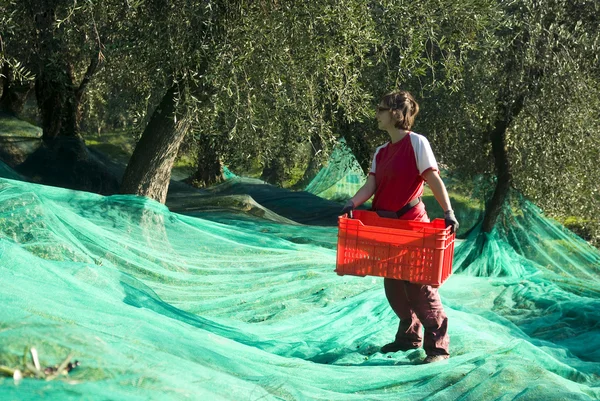 Cosecha de aceitunas — Foto de Stock