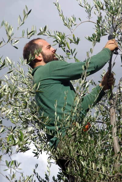 橄榄收获季节 — 图库照片