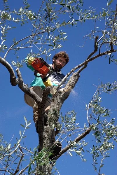 Przycinania drzew oliwnych — Zdjęcie stockowe