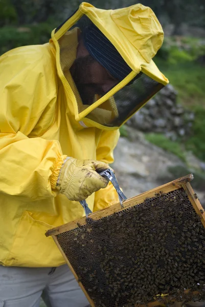 Bijenhouder aan het werk — Stockfoto