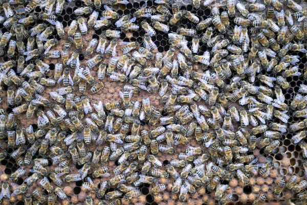 Bienen auf Honigzellen — Stockfoto