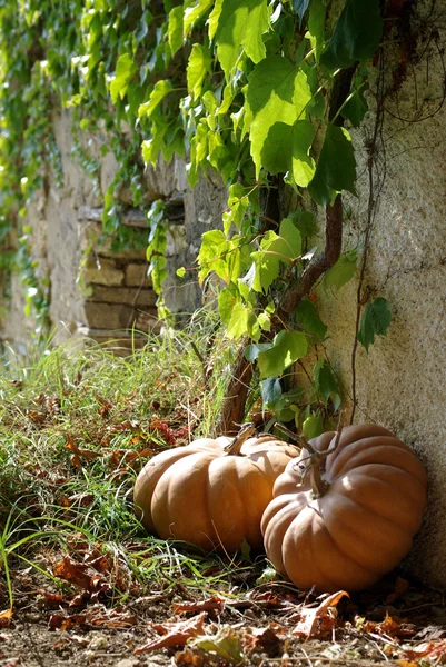 Calabazas —  Fotos de Stock