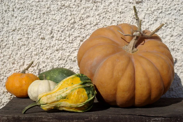 Calabazas — Foto de Stock