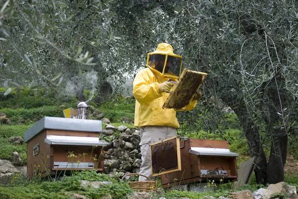 养蜂人工作 免版税图库图片