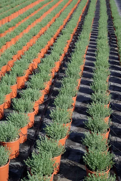 Plantas jóvenes — Foto de Stock